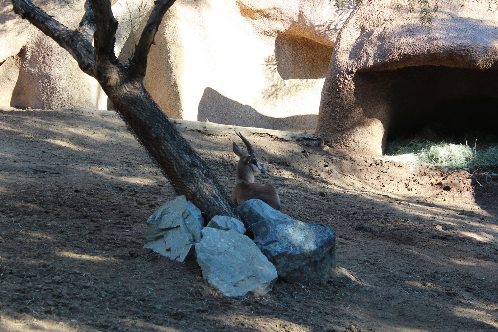 San Diego Zoo Part II 056